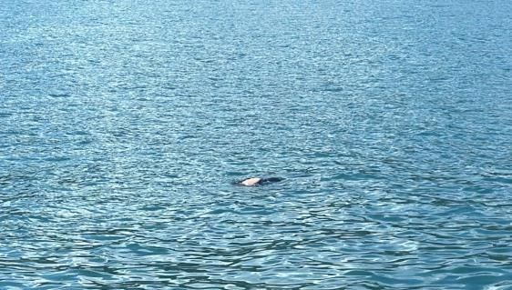 Balıkçılar fark etti: Karadeniz’de dalgıç kıyafetli ceset bulundu
